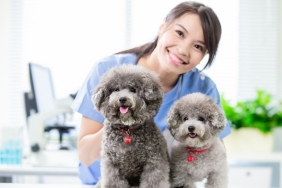 İzmir Veteriner (2)