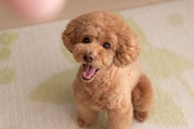toy poodle (5)