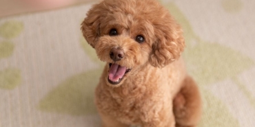 toy poodle (5)