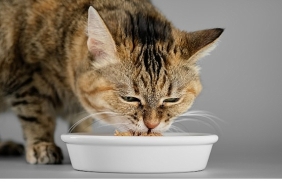 veteriner-hekimlerden-yaz-alarmi-kedi-ve-kopekleriniz-icin-hemen-uygulayabileceginiz-7-oneri.jpg